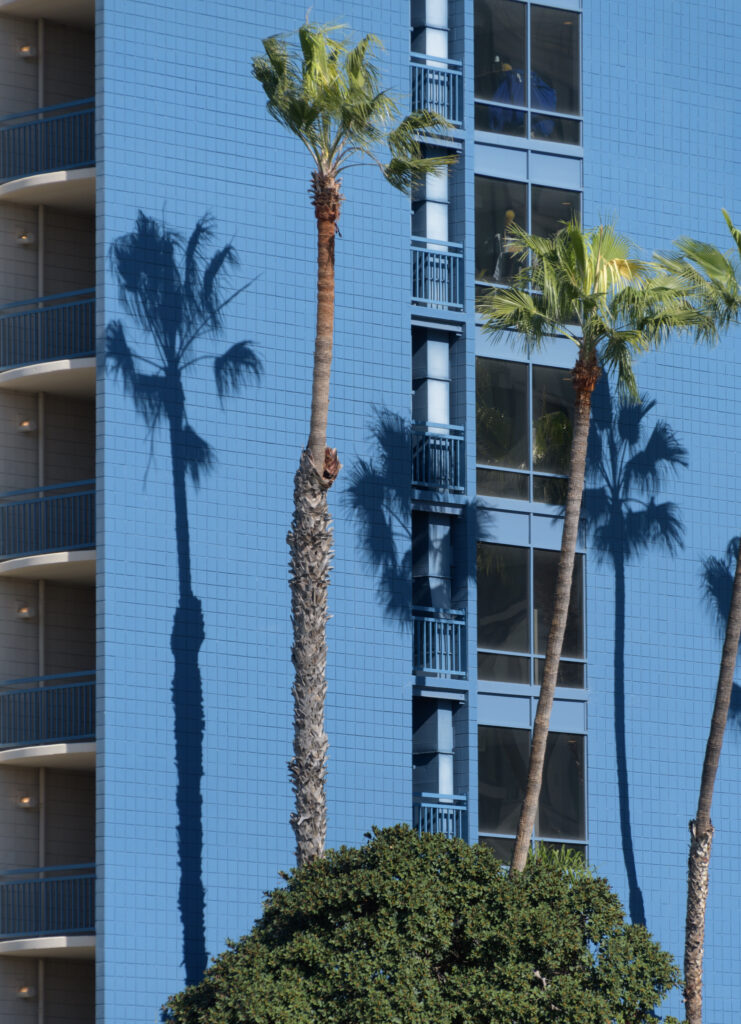 Tall palm trees s and their shadows on a blue wall of a building in San Diego downtown near Seaport village